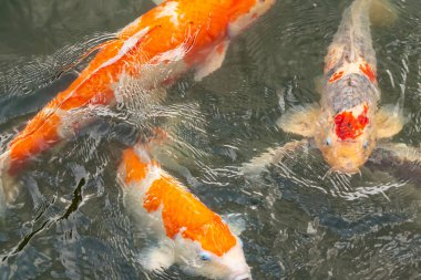 Bu suda yüzen koi balıklarının renklerini çok seviyorum. Bu süs sazanları suyun dalgalanmalarının altında izlemek için oldukça güzeller. Bu fotoğraf Japonya 'da çekildi..
