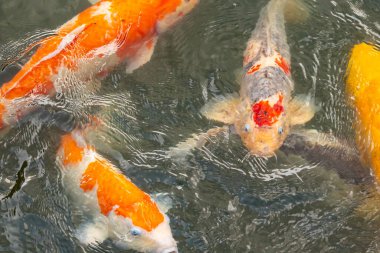 Bu suda yüzen koi balıklarının renklerini çok seviyorum. Bu süs sazanları suyun dalgalanmalarının altında izlemek için oldukça güzeller. Bu fotoğraf Japonya 'da çekildi.