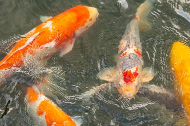 Bu suda yüzen koi balıklarının renklerini çok seviyorum. Bu süs sazanları suyun dalgalanmalarının altında izlemek için oldukça güzeller. Bu fotoğraf Japonya 'da çekildi..