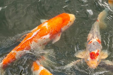 Bu suda yüzen koi balıklarının renklerini çok seviyorum. Bu süs sazanları suyun dalgalanmalarının altında izlemek için oldukça güzeller. Bu fotoğraf Japonya 'da çekildi..