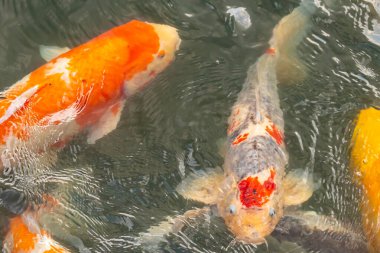 Bu suda yüzen koi balıklarının renklerini çok seviyorum. Bu süs sazanları suyun dalgalanmalarının altında izlemek için oldukça güzeller. Bu fotoğraf Japonya 'da çekildi..