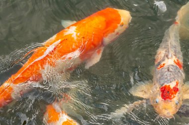 Bu suda yüzen koi balıklarının renklerini çok seviyorum. Bu süs sazanları suyun dalgalanmalarının altında izlemek için oldukça güzeller. Bu fotoğraf Japonya 'da çekildi..
