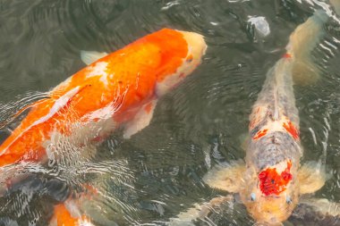 Bu suda yüzen koi balıklarının renklerini çok seviyorum. Bu süs sazanları suyun dalgalanmalarının altında izlemek için oldukça güzeller. Bu fotoğraf Japonya 'da çekildi..