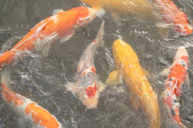 Bu suda yüzen koi balıklarının renklerini çok seviyorum. Bu süs sazanları suyun dalgalanmalarının altında izlemek için oldukça güzeller. Bu fotoğraf Japonya 'da çekildi..