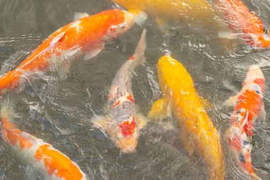 Bu suda yüzen koi balıklarının renklerini çok seviyorum. Bu süs sazanları suyun dalgalanmalarının altında izlemek için oldukça güzeller. Bu fotoğraf Japonya 'da çekildi..