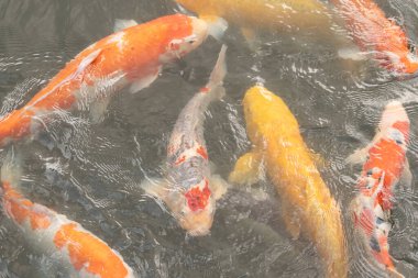 Bu suda yüzen koi balıklarının renklerini çok seviyorum. Bu süs sazanları suyun dalgalanmalarının altında izlemek için oldukça güzeller. Bu fotoğraf Japonya 'da çekildi..