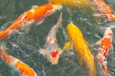 Bu suda yüzen koi balıklarının renklerini çok seviyorum. Bu süs sazanları suyun dalgalanmalarının altında izlemek için oldukça güzeller. Bu fotoğraf Japonya 'da çekildi..