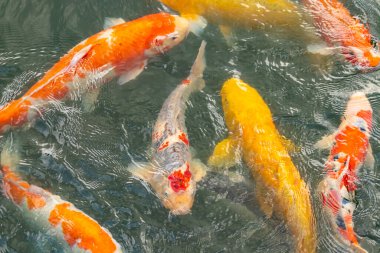 Bu suda yüzen koi balıklarının renklerini çok seviyorum. Bu süs sazanları suyun dalgalanmalarının altında izlemek için oldukça güzeller. Bu fotoğraf Japonya 'da çekildi..