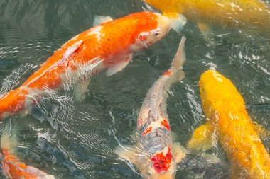 Bu suda yüzen koi balıklarının renklerini çok seviyorum. Bu süs sazanları suyun dalgalanmalarının altında izlemek için oldukça güzeller. Bu fotoğraf Japonya 'da çekildi..