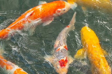 Bu suda yüzen koi balıklarının renklerini çok seviyorum. Bu süs sazanları suyun dalgalanmalarının altında izlemek için oldukça güzeller. Bu fotoğraf Japonya 'da çekildi..