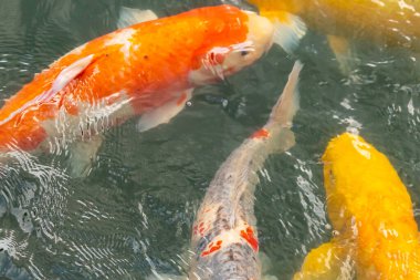 Bu suda yüzen koi balıklarının renklerini çok seviyorum. Bu süs sazanları suyun dalgalanmalarının altında izlemek için oldukça güzeller. Bu fotoğraf Japonya 'da çekildi..