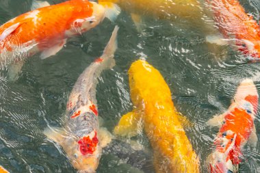 Bu suda yüzen koi balıklarının renklerini çok seviyorum. Bu süs sazanları suyun dalgalanmalarının altında izlemek için oldukça güzeller. Bu fotoğraf Japonya 'da çekildi..