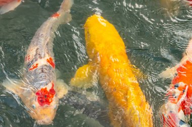 Bu suda yüzen koi balıklarının renklerini çok seviyorum. Bu süs sazanları suyun dalgalanmalarının altında izlemek için oldukça güzeller. Bu fotoğraf Japonya 'da çekildi..