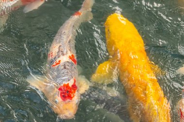 Bu suda yüzen koi balıklarının renklerini çok seviyorum. Bu süs sazanları suyun dalgalanmalarının altında izlemek için oldukça güzeller. Bu fotoğraf Japonya 'da çekildi..