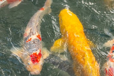 Bu suda yüzen koi balıklarının renklerini çok seviyorum. Bu süs sazanları suyun dalgalanmalarının altında izlemek için oldukça güzeller. Bu fotoğraf Japonya 'da çekildi..