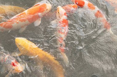 Bu suda yüzen koi balıklarının renklerini çok seviyorum. Bu süs sazanları suyun dalgalanmalarının altında izlemek için oldukça güzeller. Bu fotoğraf Japonya 'da çekildi..