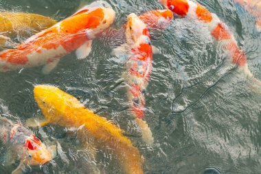 Bu suda yüzen koi balıklarının renklerini çok seviyorum. Bu süs sazanları suyun dalgalanmalarının altında izlemek için oldukça güzeller. Bu fotoğraf Japonya 'da çekildi..