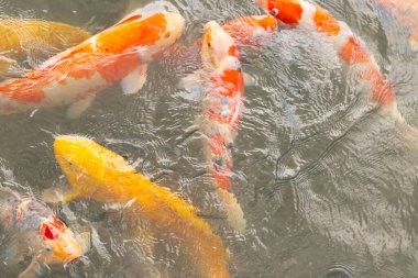 Bu suda yüzen koi balıklarının renklerini çok seviyorum. Bu süs sazanları suyun dalgalanmalarının altında izlemek için oldukça güzeller. Bu fotoğraf Japonya 'da çekildi..