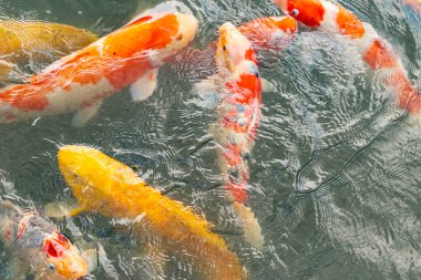 Bu suda yüzen koi balıklarının renklerini çok seviyorum. Bu süs sazanları suyun dalgalanmalarının altında izlemek için oldukça güzeller. Bu fotoğraf Japonya 'da çekildi..