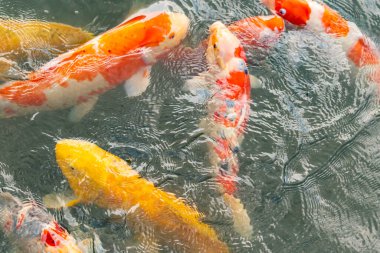 Bu suda yüzen koi balıklarının renklerini çok seviyorum. Bu süs sazanları suyun dalgalanmalarının altında izlemek için oldukça güzeller. Bu fotoğraf Japonya 'da çekildi..