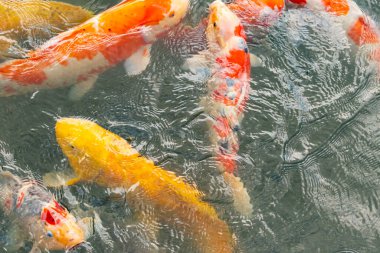 Bu suda yüzen koi balıklarının renklerini çok seviyorum. Bu süs sazanları suyun dalgalanmalarının altında izlemek için oldukça güzeller. Bu fotoğraf Japonya 'da çekildi..