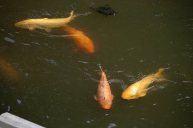 Bu güzel balıklar neredeyse sana golfü hatırlatıyor. Onlar aslında koi. Yeşil gölet suyuna karşı duran oldukça parlak renkler. Bunlar tipik Asya manzaraları..
