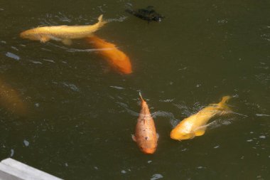 Bu güzel balıklar neredeyse sana golfü hatırlatıyor. Onlar aslında koi. Yeşil gölet suyuna karşı duran oldukça parlak renkler. Bunlar tipik Asya manzaraları..