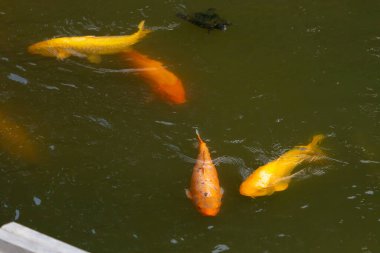 Bu güzel balıklar neredeyse sana golfü hatırlatıyor. Onlar aslında koi. Yeşil gölet suyuna karşı duran oldukça parlak renkler. Bunlar tipik Asya manzaraları..