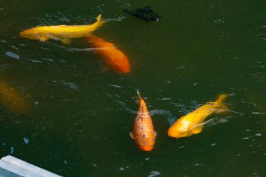 Bu güzel balıklar neredeyse sana golfü hatırlatıyor. Onlar aslında koi. Yeşil gölet suyuna karşı duran oldukça parlak renkler. Bunlar tipik Asya manzaraları..