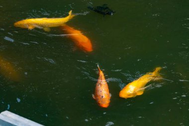 Bu güzel balıklar neredeyse sana golfü hatırlatıyor. Onlar aslında koi. Yeşil gölet suyuna karşı duran oldukça parlak renkler. Bunlar tipik Asya manzaraları..