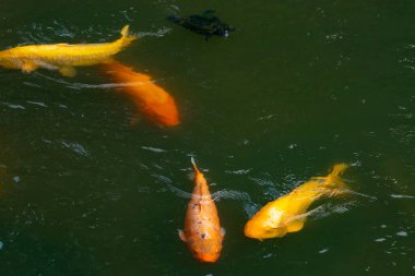 Bu güzel balıklar neredeyse sana golfü hatırlatıyor. Onlar aslında koi. Yeşil gölet suyuna karşı duran oldukça parlak renkler. Bunlar tipik Asya manzaraları..