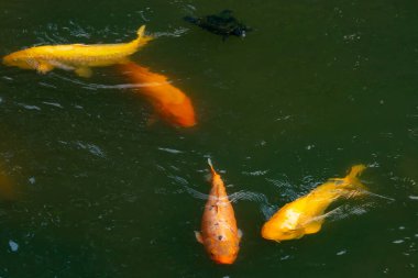 Bu güzel balıklar neredeyse sana golfü hatırlatıyor. Onlar aslında koi. Yeşil gölet suyuna karşı duran oldukça parlak renkler. Bunlar tipik Asya manzaraları..