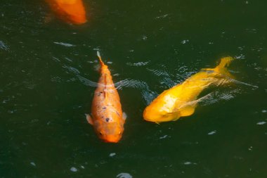 Bu güzel balıklar neredeyse sana golfü hatırlatıyor. Onlar aslında koi. Yeşil gölet suyuna karşı duran oldukça parlak renkler. Bunlar tipik Asya manzaraları..