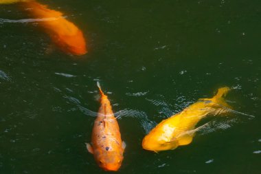 Bu güzel balıklar neredeyse sana golfü hatırlatıyor. Onlar aslında koi. Yeşil gölet suyuna karşı duran oldukça parlak renkler. Bunlar tipik Asya manzaraları..