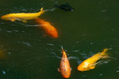 Bu güzel balıklar neredeyse sana golfü hatırlatıyor. Onlar aslında koi. Yeşil gölet suyuna karşı duran oldukça parlak renkler. Bunlar tipik Asya manzaraları..