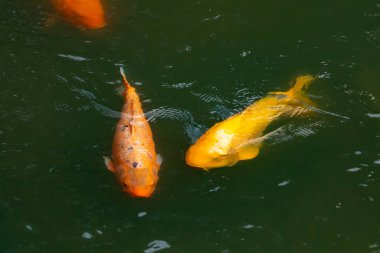 Bu güzel balıklar neredeyse sana golfü hatırlatıyor. Onlar aslında koi. Yeşil gölet suyuna karşı duran oldukça parlak renkler. Bunlar tipik Asya manzaraları..