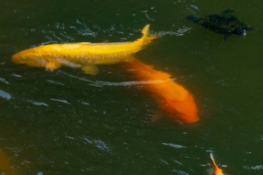 Bu güzel balıklar neredeyse sana golfü hatırlatıyor. Onlar aslında koi. Yeşil gölet suyuna karşı duran oldukça parlak renkler. Bunlar tipik Asya manzaraları..
