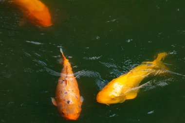 Bu güzel balıklar neredeyse sana golfü hatırlatıyor. Onlar aslında koi. Yeşil gölet suyuna karşı duran oldukça parlak renkler. Bunlar tipik Asya manzaraları..