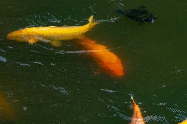 Bu güzel balıklar neredeyse sana golfü hatırlatıyor. Onlar aslında koi. Yeşil gölet suyuna karşı duran oldukça parlak renkler. Bunlar tipik Asya manzaraları..