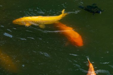 Bu güzel balıklar neredeyse sana golfü hatırlatıyor. Onlar aslında koi. Yeşil gölet suyuna karşı duran oldukça parlak renkler. Bunlar tipik Asya manzaraları..