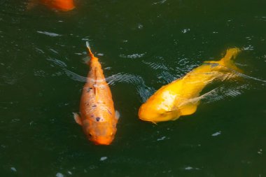 Bu güzel balıklar neredeyse sana golfü hatırlatıyor. Onlar aslında koi. Yeşil gölet suyuna karşı duran oldukça parlak renkler. Bunlar tipik Asya manzaraları..
