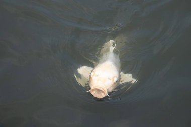 Güzel balıklar, koca ağzıyla yiyecek bulmak için yüzeye çıkıyor gibi görünüyor. Dudaklarının iki tarafındaki sazan bıyıkları. Bu suda yüzen bir albino koiye benziyor..