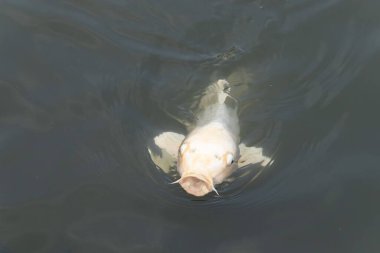 Güzel balıklar, koca ağzıyla yiyecek bulmak için yüzeye çıkıyor gibi görünüyor. Dudaklarının iki tarafındaki sazan bıyıkları. Bu suda yüzen bir albino koiye benziyor..