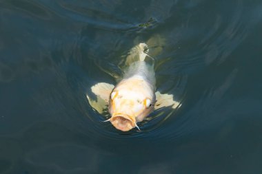 Güzel balıklar, koca ağzıyla yiyecek bulmak için yüzeye çıkıyor gibi görünüyor. Dudaklarının iki tarafındaki sazan bıyıkları. Bu suda yüzen bir albino koiye benziyor..