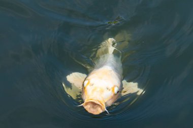 Güzel balıklar, koca ağzıyla yiyecek bulmak için yüzeye çıkıyor gibi görünüyor. Dudaklarının iki tarafındaki sazan bıyıkları. Bu suda yüzen bir albino koiye benziyor..