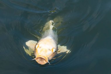 Güzel balıklar, koca ağzıyla yiyecek bulmak için yüzeye çıkıyor gibi görünüyor. Dudaklarının iki tarafındaki sazan bıyıkları. Bu suda yüzen bir albino koiye benziyor..