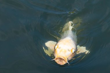 Güzel balıklar, koca ağzıyla yiyecek bulmak için yüzeye çıkıyor gibi görünüyor. Dudaklarının iki tarafındaki sazan bıyıkları. Bu suda yüzen bir albino koiye benziyor..