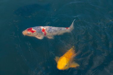 Bu suda yüzen koi balıklarının renklerini çok seviyorum. Bu süs sazanları suyun dalgalanmalarının altında izlemek için oldukça güzeller. Bu fotoğraf Japonya 'da çekildi..