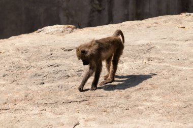 Bu maymun burada yerde dört ayak üstünde sürünürken görülmüş. Primatın küçük kahverengi bedeni güneşi yakalıyor. Yüzü yere dönük yiyecek arıyordu..