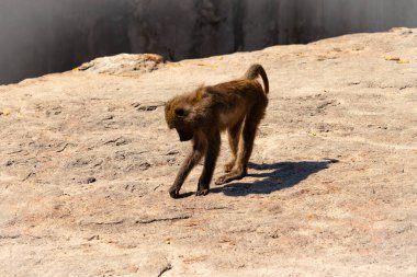 Bu maymun burada yerde dört ayak üstünde sürünürken görülmüş. Primatın küçük kahverengi bedeni güneşi yakalıyor. Yüzü yere dönük yiyecek arıyordu..